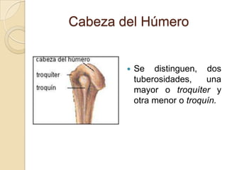 Cabeza del Húmero



Se distinguen, dos
tuberosidades,
una
mayor o troquíter y
otra menor o troquín.

 