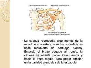 

La cabeza representa algo menos de la
mitad de una esfera, y su lisa superficie se
halla recubierta de cartílago hialino.
Estando el brazo pegado al tronco, la
cabeza se orienta hacia atrás, arriba y
hacia la línea media, para poder encajar
en la cavidad glenoidea de la escápula.

 