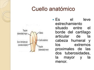 Cuello anatómico


Es
el
leve
estrechamiento
situado entre el
borde del cartílago
articular
de
la
cabeza humeral y
los
extremos
proximales de las
dos tuberosidades,
la mayor y la
menor.

 