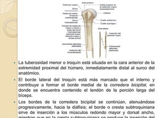 





La tuberosidad menor o troquín está situada en la cara anterior de la
extremidad proximal del húmero, inmediatamente distal al surco del
anatómico.
El borde lateral del troquín está más marcado que el interno y
contribuye a formar el borde medial de la corredera bicipital, en
donde se encuentra contenido el tendón de la porción larga del
bíceps.
Los bordes de la corredera bicipital se continúan, atenuándose
progresivamente, hacia la diáfisis; el borde o cresta subtroquiniana
sirve de inserción a los músculos redondo mayor y dorsal ancho,

 