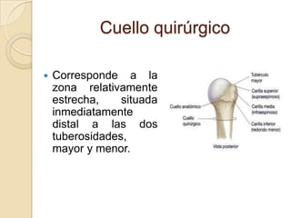 Cuello quirúrgico


Corresponde a la
zona relativamente
estrecha,
situada
inmediatamente
distal a las dos
tuberosidades,
mayor y menor.

 