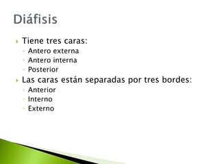  Tiene tres caras:
◦ Antero externa
◦ Antero interna
◦ Posterior
 Las caras están separadas por tres bordes:
◦ Anterior
◦ Interno
◦ Externo
 