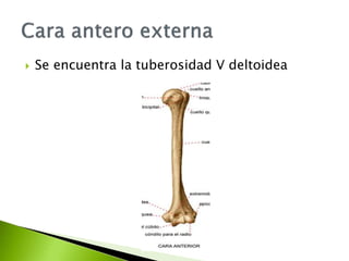  Se encuentra la tuberosidad V deltoidea
 
