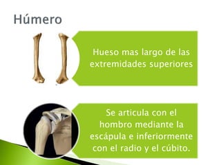 Hueso mas largo de las
extremidades superiores
Se articula con el
hombro mediante la
escápula e inferiormente
con el radio y el cúbito.
 
