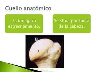 Es un ligero
estrechamiento.
Se sitúa por fuera
de la cabeza.
 