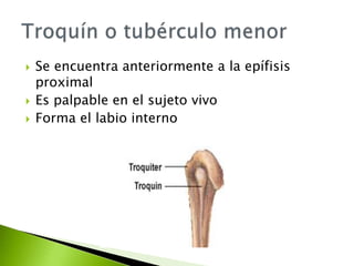  Se encuentra anteriormente a la epífisis
proximal
 Es palpable en el sujeto vivo
 Forma el labio interno
 
