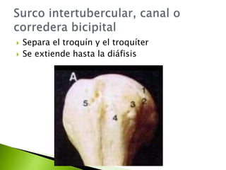  Separa el troquín y el troquíter
 Se extiende hasta la diáfisis
 