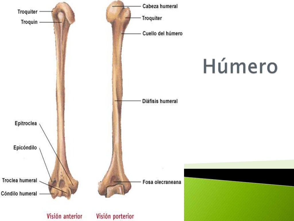 Humero Humero