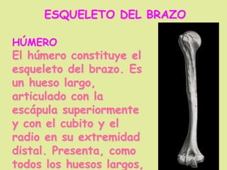 ESQUELETO DEL BRAZO
HÚMERO
El húmero constituye el
esqueleto del brazo. Es
un hueso largo,
articulado con la
escápula superiormente
y con el cubito y el
radio en su extremidad
distal. Presenta, como
todos los huesos largos,
 