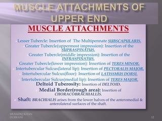 MUSADIQ KHAN
DURRANI 12
MUSCLE ATTACHMENTS
Lesser Tubercle: Insertion of The Multipennate SUBSCAPULARIS.
Greater Tubercle(uppermost impression): Insertion of the
SUPRASPINATUS.
Greater Tubercle(middle impression): Insertion of the
INFRASPINATUS.
Greater Tubercle(lower impression): Insertion of TERES MINOR.
 Intertubercular Sulcus(lateral lip): Insertion of PECTORALIS MAJOR.
 Intertubercular Sulcus(floor): Insertion of LATISSMUS DORSI.
 Intertubercular Sulcus(medial lip): Insertion of TERES MAJOR.
Deltoid Tuberosity: Insertion of DELTOID.
 Medial Border(rough area): Insertion of
CHORACOBRACHIALLIS.
 Shaft: BRACHIALIS arises from the lower halves of the anteromedial &
anterolateral surfaces of the shaft.
 
