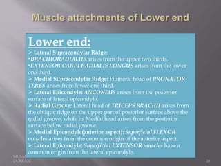 MUSADIQ KHAN
DURRANI 16
Lower end:
 Lateral Supracondylar Ridge:
BRACHIORADIALUS arises from the upper two thirds.
EXTENSOR CARPI RADIALIS LONGUS arises from the lower
one third.
 Medial Supracondylar Ridge: Humeral head of PRONATOR
TERES arises from lower one third.
 Lateral Epicondyle: ANCONEUS arises from the posterior
surface of lateral epicondyle.
 Radial Groove: Lateral head of TRICEPS BRACHII arises from
the oblique ridge on the upper part of posterior surface above the
radial groove, while its Medial head arises from the posterior
surface below radial groove.
 Medial Epicondyle(anterior aspect): Superficial FLEXOR
muscles arises from the common origin of the anterior aspect.
 Lateral Epicondyle: Superficial EXTENSOR muscles have a
common origin from the lateral epicondyle.
 