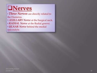 MUSADIQ KHAN
DURRANI 18
Nerves
• Three Nerves are directly related to
the Humerus.
• AXILLARY Nerve at the Surgical neck.
• RADIAL Nerve at the Radial groove.
• ULNAR Nerve behind the medial
epicondyle.
 