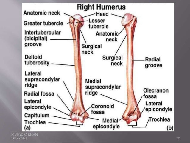 Humerus Bone and attachments