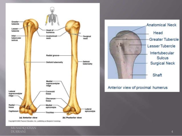 Humerus Bone And Attachments