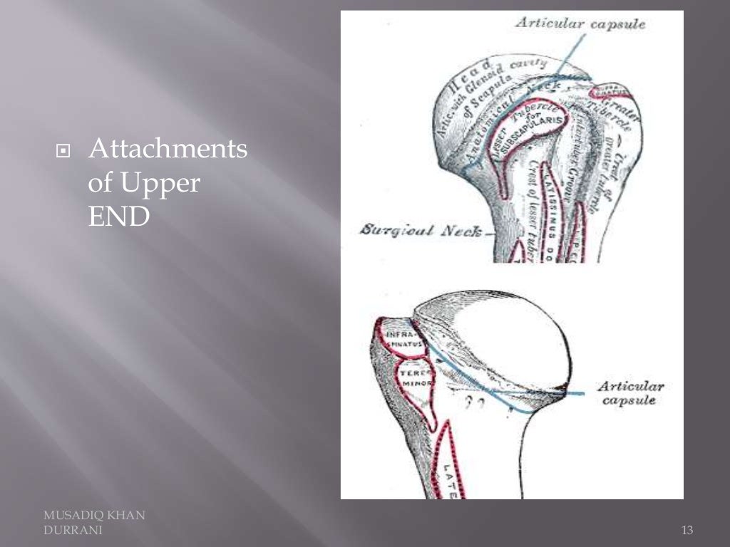 Humerus Bone and attachments
