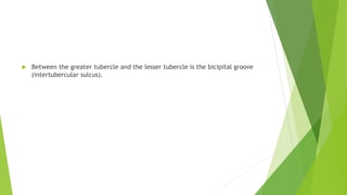  Between the greater tubercle and the lesser tubercle is the bicipital groove
(intertubercular sulcus).
 