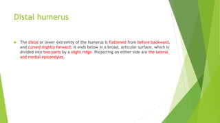 Distal humerus
 The distal or lower extremity of the humerus is flattened from before backward,
and curved slightly forward; it ends below in a broad, articular surface, which is
divided into two parts by a slight ridge. Projecting on either side are the lateral
and medial epicondyles.
 