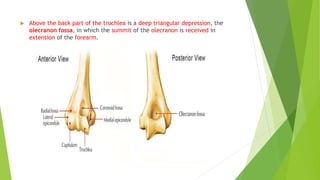  Above the back part of the trochlea is a deep triangular depression, the
olecranon fossa, in which the summit of the olecranon is received in
extension of the forearm.
 