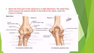  Above the front part of the capitulum is a slight depression, the radial fossa,
which receives the anterior border of the head of the radius, when the
forearm is flexed.
 
