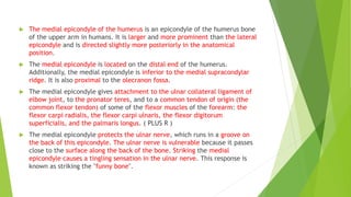  The medial epicondyle of the humerus is an epicondyle of the humerus bone
of the upper arm in humans. It is larger and more prominent than the lateral
epicondyle and is directed slightly more posteriorly in the anatomical
position.
 The medial epicondyle is located on the distal end of the humerus.
Additionally, the medial epicondyle is inferior to the medial supracondylar
ridge. It is also proximal to the olecranon fossa.
 The medial epicondyle gives attachment to the ulnar collateral ligament of
elbow joint, to the pronator teres, and to a common tendon of origin (the
common flexor tendon) of some of the flexor muscles of the forearm: the
flexor carpi radialis, the flexor carpi ulnaris, the flexor digitorum
superficialis, and the palmaris longus. ( PLUS R )
 The medial epicondyle protects the ulnar nerve, which runs in a groove on
the back of this epicondyle. The ulnar nerve is vulnerable because it passes
close to the surface along the back of the bone. Striking the medial
epicondyle causes a tingling sensation in the ulnar nerve. This response is
known as striking the "funny bone".
 