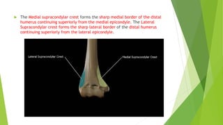  The Medial supracondylar crest forms the sharp medial border of the distal
humerus continuing superiorly from the medial epicondyle. The Lateral
Supracondylar crest forms the sharp lateral border of the distal humerus
continuing superiorly from the lateral epicondyle.
 