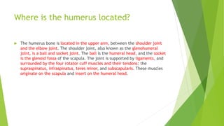 Where is the humerus located?
 The humerus bone is located in the upper arm, between the shoulder joint
and the elbow joint. The shoulder joint, also known as the glenohumeral
joint, is a ball and socket joint. The ball is the humeral head, and the socket
is the glenoid fossa of the scapula. The joint is supported by ligaments, and
surrounded by the four rotator cuff muscles and their tendons: the
supraspinatus, infraspinatus, teres minor, and subscapularis. These muscles
originate on the scapula and insert on the humeral head.
 