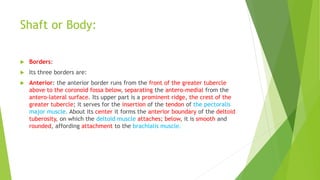 Shaft or Body:
 Borders:
 Its three borders are:
 Anterior: the anterior border runs from the front of the greater tubercle
above to the coronoid fossa below, separating the antero-medial from the
antero-lateral surface. Its upper part is a prominent ridge, the crest of the
greater tubercle; it serves for the insertion of the tendon of the pectoralis
major muscle. About its center it forms the anterior boundary of the deltoid
tuberosity, on which the deltoid muscle attaches; below, it is smooth and
rounded, affording attachment to the brachialis muscle.
 