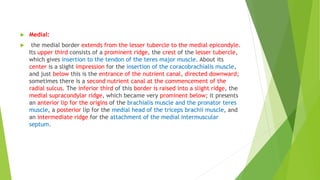  Medial:
 the medial border extends from the lesser tubercle to the medial epicondyle.
Its upper third consists of a prominent ridge, the crest of the lesser tubercle,
which gives insertion to the tendon of the teres major muscle. About its
center is a slight impression for the insertion of the coracobrachialis muscle,
and just below this is the entrance of the nutrient canal, directed downward;
sometimes there is a second nutrient canal at the commencement of the
radial sulcus. The inferior third of this border is raised into a slight ridge, the
medial supracondylar ridge, which became very prominent below; it presents
an anterior lip for the origins of the brachialis muscle and the pronator teres
muscle, a posterior lip for the medial head of the triceps brachii muscle, and
an intermediate ridge for the attachment of the medial intermuscular
septum.
 