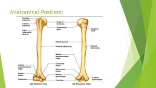 Anatomical Position:
 
