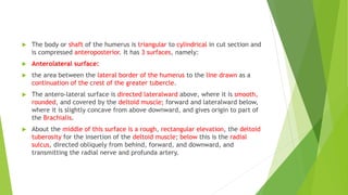  The body or shaft of the humerus is triangular to cylindrical in cut section and
is compressed anteroposterior. It has 3 surfaces, namely:
 Anterolateral surface:
 the area between the lateral border of the humerus to the line drawn as a
continuation of the crest of the greater tubercle.
 The antero-lateral surface is directed lateralward above, where it is smooth,
rounded, and covered by the deltoid muscle; forward and lateralward below,
where it is slightly concave from above downward, and gives origin to part of
the Brachialis.
 About the middle of this surface is a rough, rectangular elevation, the deltoid
tuberosity for the insertion of the deltoid muscle; below this is the radial
sulcus, directed obliquely from behind, forward, and downward, and
transmitting the radial nerve and profunda artery.
 