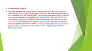 Anteromedial surface:
 the area between the medial border of the humerus to the line drawn as a
continuation of the crest of the greater tubercle. The antero-medial surface,
less extensive than the antero-lateral, is directed medialward above, forward
and medialward below; its upper part is narrow, and forms the floor of the
intertubercular groove which gives insertion to the tendon of the latissimus
dorsi muscle; its middle part is slightly rough for the attachment of some of
the fibers of the tendon of insertion of the coracobrachialis muscle; its lower
part is smooth, concave from above downward, and gives origin to the
brachialis muscle.
 
