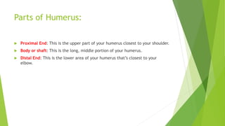 Parts of Humerus:
 Proximal End: This is the upper part of your humerus closest to your shoulder.
 Body or shaft: This is the long, middle portion of your humerus.
 Distal End: This is the lower area of your humerus that’s closest to your
elbow.
 