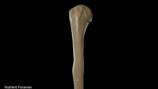 Humerus bone anatomy pptx Upperlimb 12345