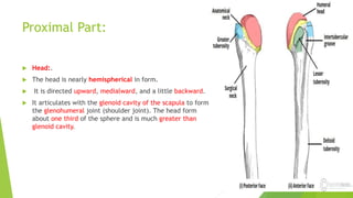 Proximal Part:
 Head:.
 The head is nearly hemispherical in form.
 It is directed upward, medialward, and a little backward.
 It articulates with the glenoid cavity of the scapula to form
the glenohumeral joint (shoulder joint). The head form
about one third of the sphere and is much greater than
glenoid cavity.
 