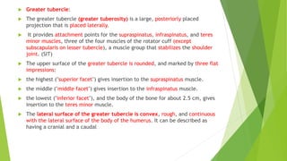  Greater tubercle:
 The greater tubercle (greater tuberosity) is a large, posteriorly placed
projection that is placed laterally.
 It provides attachment points for the supraspinatus, infraspinatus, and teres
minor muscles, three of the four muscles of the rotator cuff (except
subscapularis on lesser tubercle), a muscle group that stabilizes the shoulder
joint. (SIT)
 The upper surface of the greater tubercle is rounded, and marked by three flat
impressions:
 the highest ("superior facet") gives insertion to the supraspinatus muscle.
 the middle ("middle facet") gives insertion to the infraspinatus muscle.
 the lowest ("inferior facet"), and the body of the bone for about 2.5 cm, gives
insertion to the teres minor muscle.
 The lateral surface of the greater tubercle is convex, rough, and continuous
with the lateral surface of the body of the humerus. It can be described as
having a cranial and a caudal
 