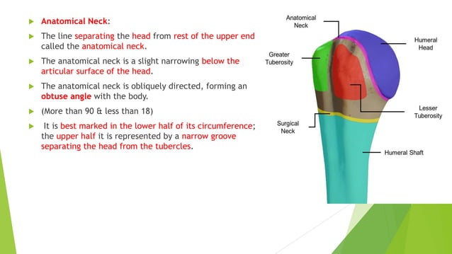 Anatomy of Humerus | PPTX