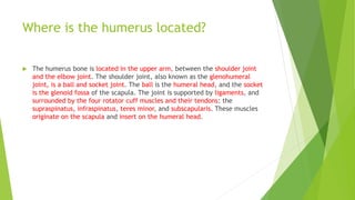 Humerus: Anatomy and clinical notes