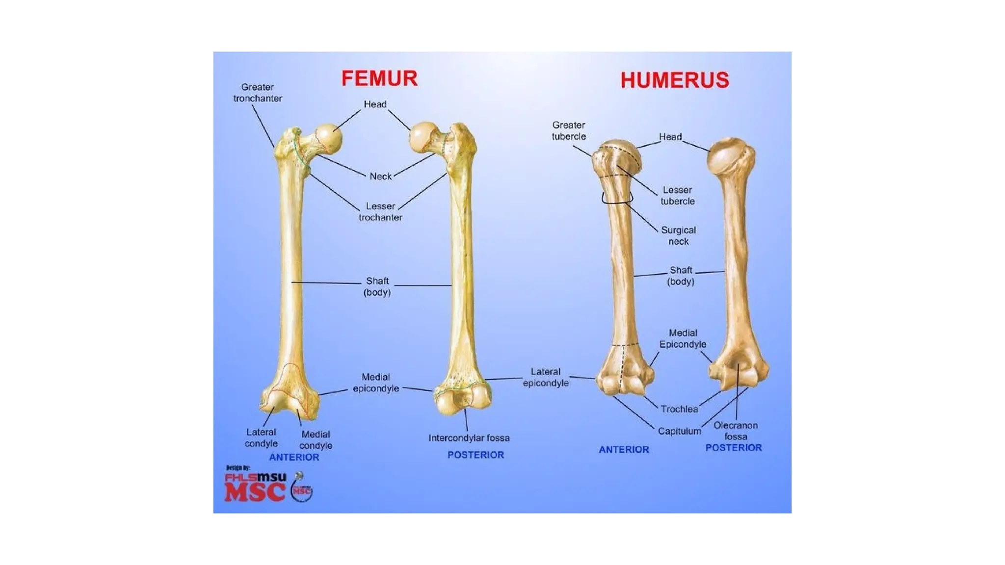 HUMERUS 2 presentation by Muhammad shafiq