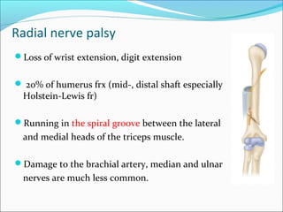 Radial nerve palsy
Loss of wrist extension, digit extension
 20% of humerus frx (mid-, distal shaft especially
Holstein-Lewis fr)
Running in the spiral groove between the lateral
and medial heads of the triceps muscle.
Damage to the brachial artery, median and ulnar
nerves are much less common.
 