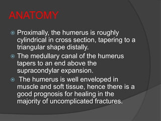 ANATOMY
 Proximally, the humerus is roughly
  cylindrical in cross section, tapering to a
  triangular shape distally.
 The medullary canal of the humerus
  tapers to an end above the
  supracondylar expansion.
 The humerus is well enveloped in
  muscle and soft tissue, hence there is a
  good prognosis for healing in the
  majority of uncomplicated fractures.
 