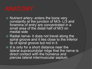ANATOMY
 Nutrient artery- enters the bone very
  constantly at the junction of M/3- L/3 and
  foramina of entry are concentrated in a
  small area of the distal half of M/3 on
  medial side
 Radial nerve- it does not travel along the
  spiral groove and it lies close to the inferior
  lip of spiral groove but not in it
 It is only for a short distance near the
  lateral supracondylar ridge that the nerve is
  direct contact with the humerus and
  pierces lateral intermuscular septum
 