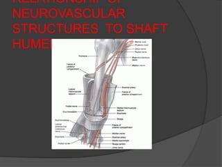 RELATIONSHIP OF
NEUROVASCULAR
STRUCTURES TO SHAFT
HUMERUS
 