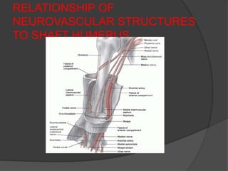 RELATIONSHIP OF
NEUROVASCULAR STRUCTURES
TO SHAFT HUMERUS
 