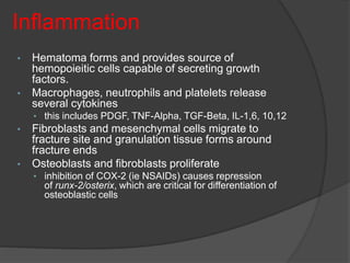 Inflammation
• Hematoma forms and provides source of
hemopoieitic cells capable of secreting growth
factors.
• Macrophages, neutrophils and platelets release
several cytokines
• this includes PDGF, TNF-Alpha, TGF-Beta, IL-1,6, 10,12
• Fibroblasts and mesenchymal cells migrate to
fracture site and granulation tissue forms around
fracture ends
• Osteoblasts and fibroblasts proliferate
• inhibition of COX-2 (ie NSAIDs) causes repression
of runx-2/osterix, which are critical for differentiation of
osteoblastic cells
 