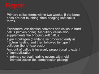 Repair
• Primary callus forms within two weeks. If the bone
ends are not touching, then bridging soft callus
forms.
• Enchondral ossification converts soft callus to hard
callus (woven bone). Medullary callus also
supplements the bridging soft callus
• Type II collagen (cartilage) is produced early in
fracture healing and then followed by type I
collagen (bone) expression
• Amount of callus is inversely proportional to extent
of immobilization
• primary cortical healing occurs with rigid
immobilization (ie. compression plating)
 