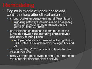 Remodeling
• Begins in middle of repair phase and
continues long after clinical union
• chondrocytes undergo terminal differentiation
• signaling pathways including, indian hedgehog
(Ihh), parathyroid hormone related peptide
(PTHrP), FGF and BMP
• cartilaginous calcification takes place at the
junction between the maturing chondrocytes
and newly forming bone
• multiple factors are expressed including BMPs,
TGF-Betas, IGFs, osteocalcin, collagen I, V and
XI
• subsequently, VEGF production leads to new
vessel invasion
• newly formed bone (woven bone) is remodeling
via osteoblastic/osteoclastic activity
 