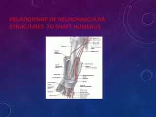 RELATIONSHIP OF NEUROVASCULAR
STRUCTURES TO SHAFT HUMERUS
 