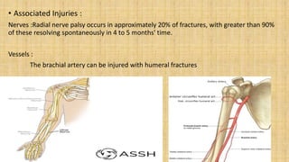 • Associated Injuries :
Nerves :Radial nerve palsy occurs in approximately 20% of fractures, with greater than 90%
of these resolving spontaneously in 4 to 5 months' time.
Vessels :
The brachial artery can be injured with humeral fractures
 