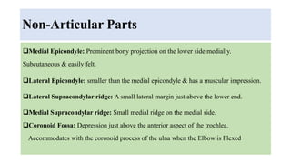 Non-Articular Parts
Medial Epicondyle: Prominent bony projection on the lower side medially.
Subcutaneous & easily felt.
Lateral Epicondyle: smaller than the medial epicondyle & has a muscular impression.
Lateral Supracondylar ridge: A small lateral margin just above the lower end.
Medial Supracondylar ridge: Small medial ridge on the medial side.
Coronoid Fossa: Depression just above the anterior aspect of the trochlea.
Accommodates with the coronoid process of the ulna when the Elbow is Flexed
 