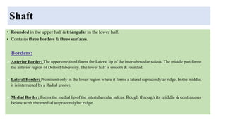 Shaft
• Rounded in the upper half & triangular in the lower half.
• Contains three borders & three surfaces.
Borders:
 Anterior Border: The upper one-third forms the Lateral lip of the intertubercular sulcus. The middle part forms
the anterior region of Deltoid tuberosity. The lower half is smooth & rounded.
 Lateral Border: Prominent only in the lower region where it forms a lateral supracondylar ridge. In the middle,
it is interrupted by a Radial groove.
 Medial Border: Forms the medial lip of the intertubercular sulcus. Rough through its middle & continuous
below with the medial supracondylar ridge.
 